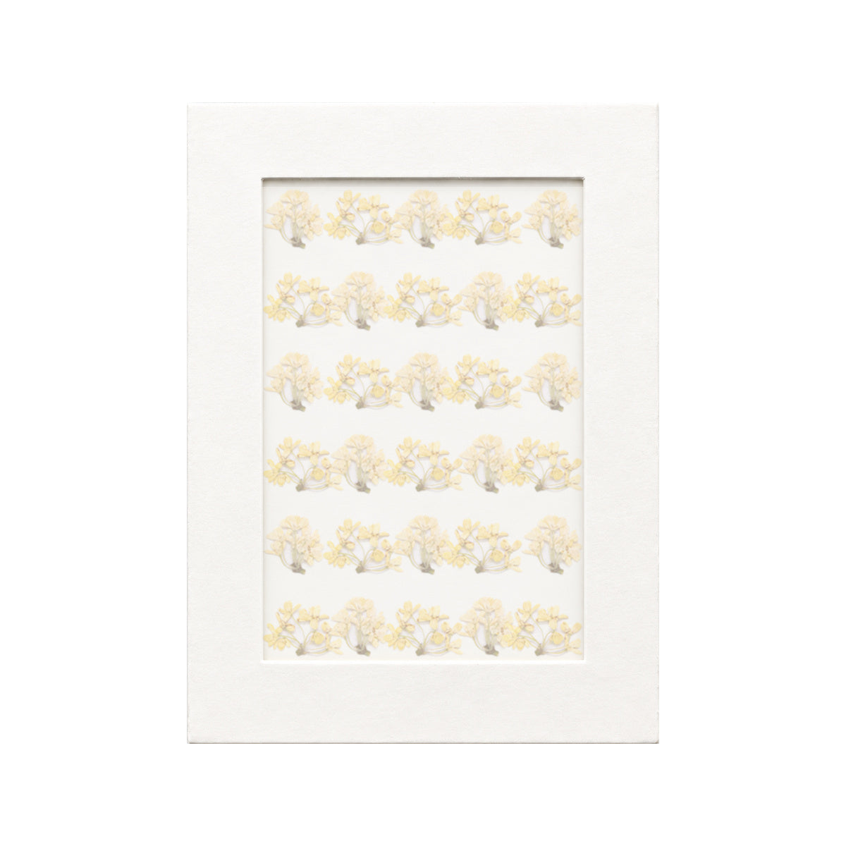 30 pressed Osmanthus pieces in yellow beneath translucent tracing paper