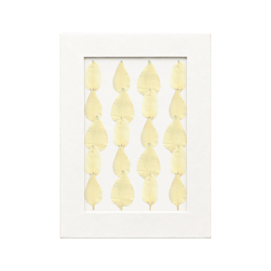 20 pressed Columbine Sepals pieces in yellow beneath translucent tracing paper