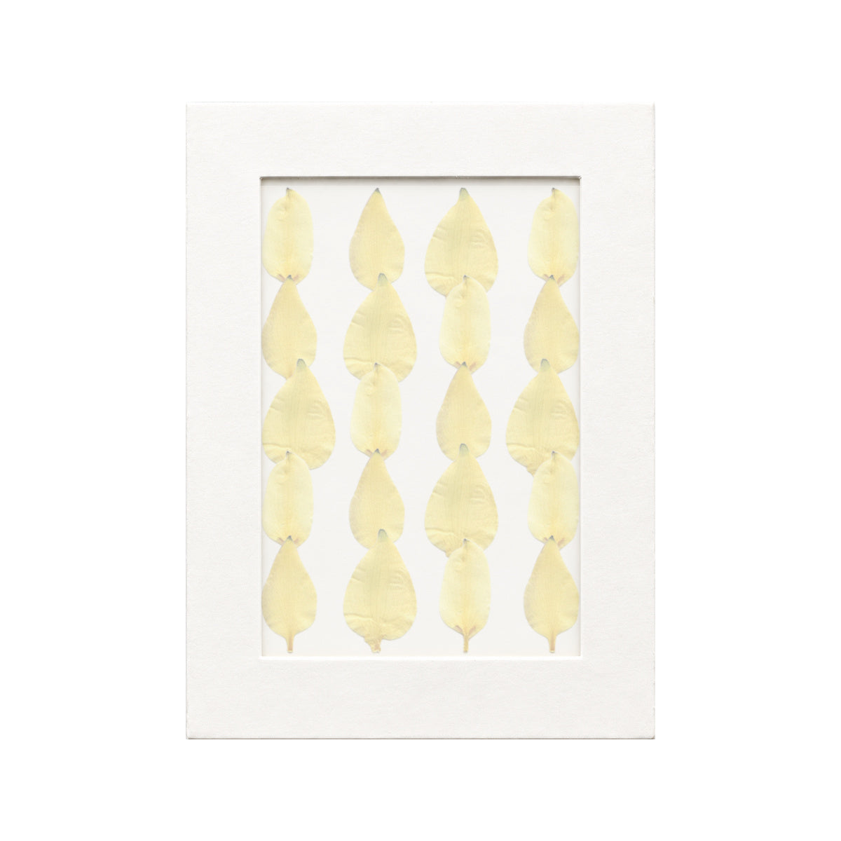 20 pressed Columbine Sepals pieces in yellow beneath translucent tracing paper