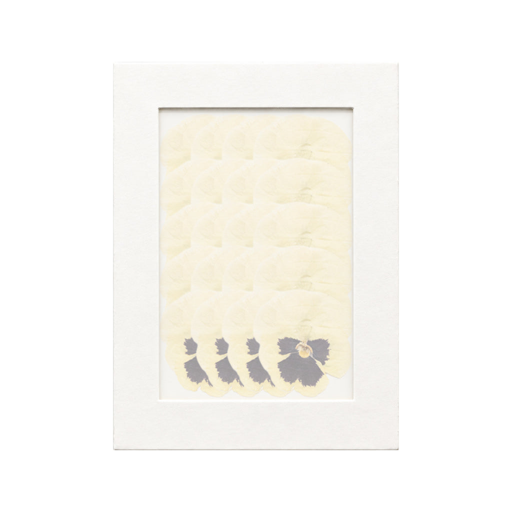20 pressed Viola pieces in yellow beneath translucent tracing paper