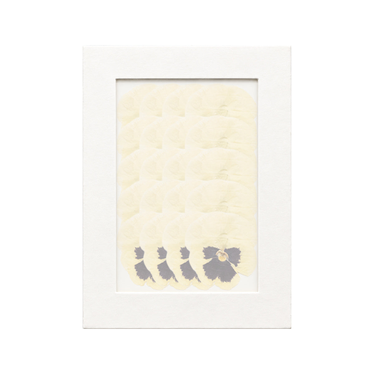 20 pressed Viola pieces in yellow beneath translucent tracing paper