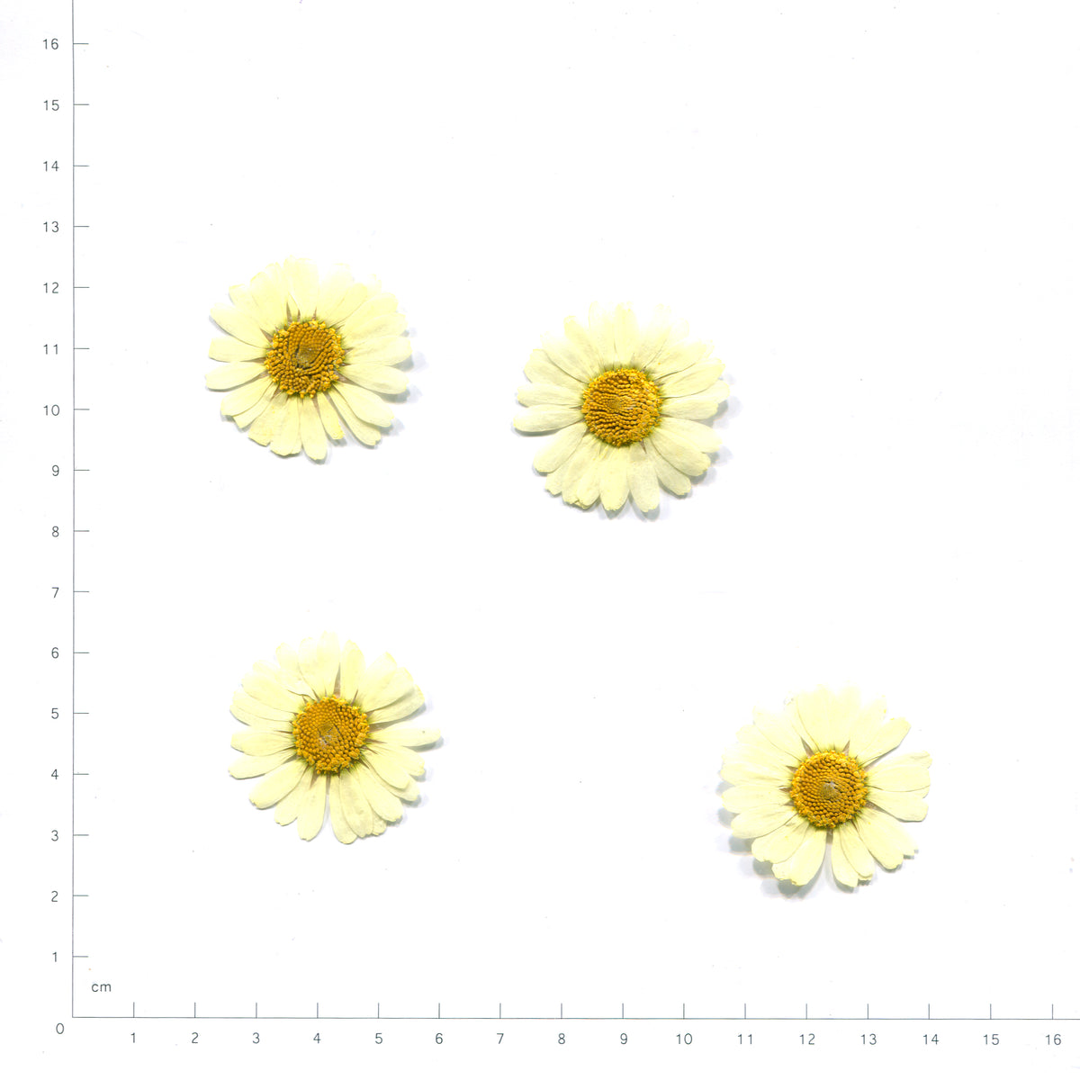 Yellow pressed flower daisy on a measurement grid