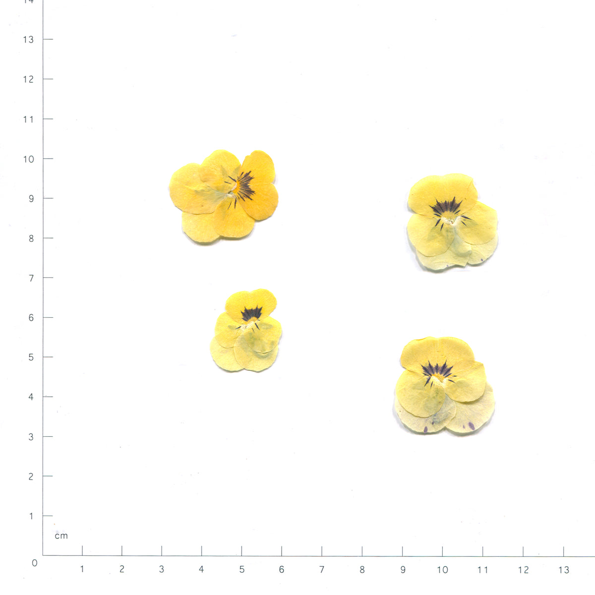 Yellow pressed flower viola on a measurement grid