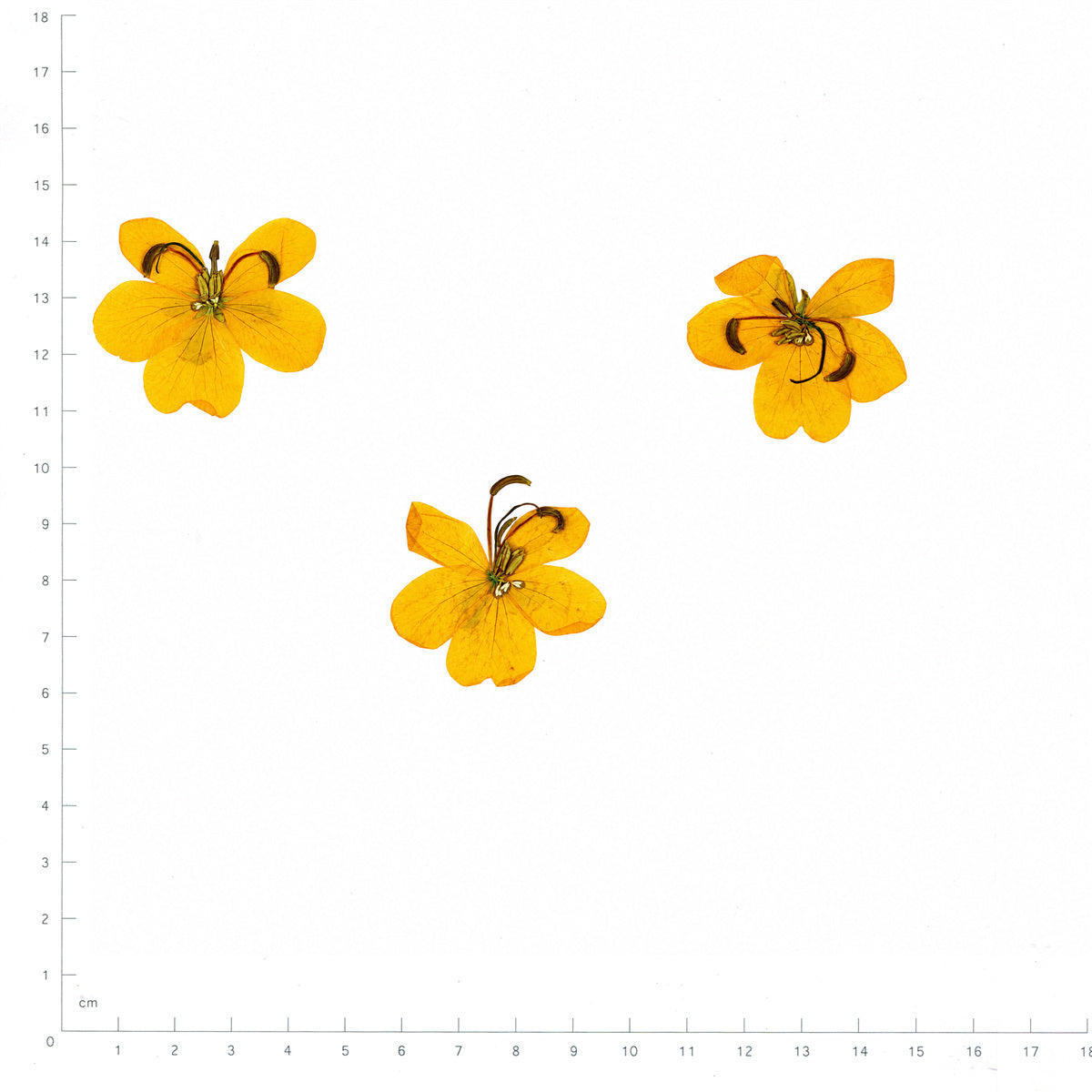 Pressed Flower Senna, Yellow beside an 18 cm ruler