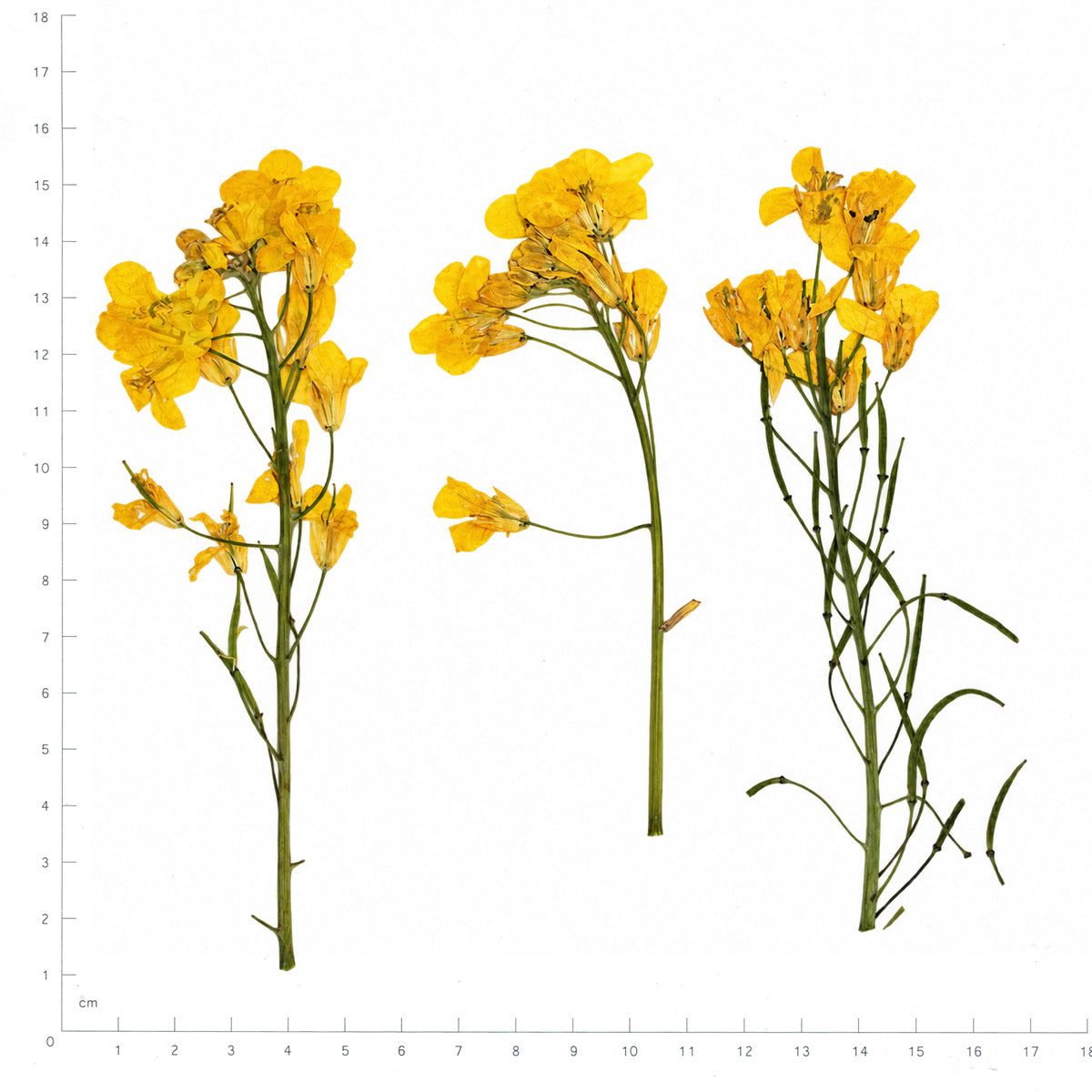 Pressed Flower Rapeseed Flower, Yellow beside an 18 cm ruler