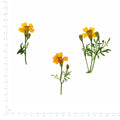Pressed Flower Marigold, Yellow beside an 18 cm ruler
