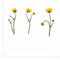 Pressed Flower Buttercup, Yellow beside an 18 cm ruler
