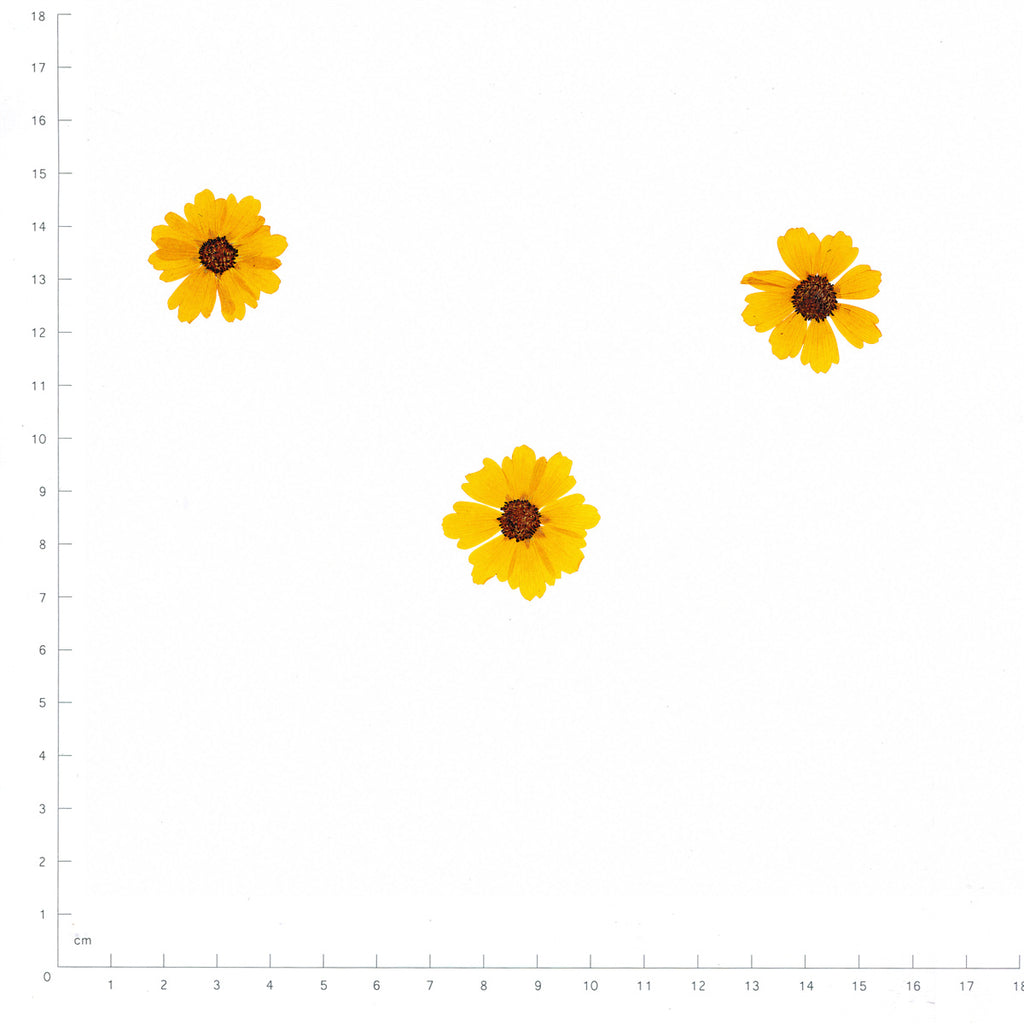Pressed Flower Coreopsis, Yellow beside an 18 cm ruler
