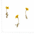Pressed Flower Daisy, Yellow beside an 18 cm ruler