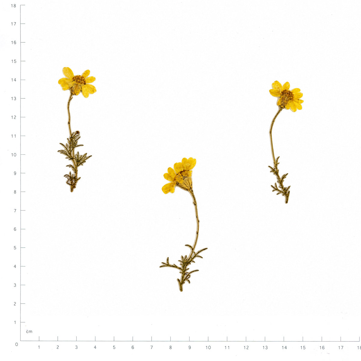 Pressed Flower Daisy, Yellow beside an 18 cm ruler