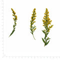 Pressed Flower Goldenrod, Yellow beside an 18 cm ruler