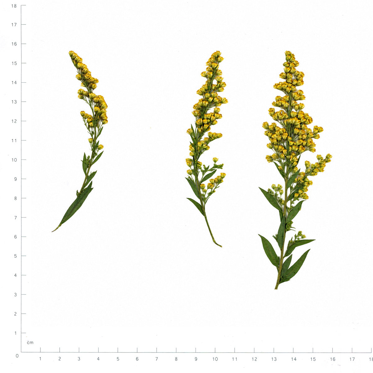 Pressed Flower Goldenrod, Yellow beside an 18 cm ruler