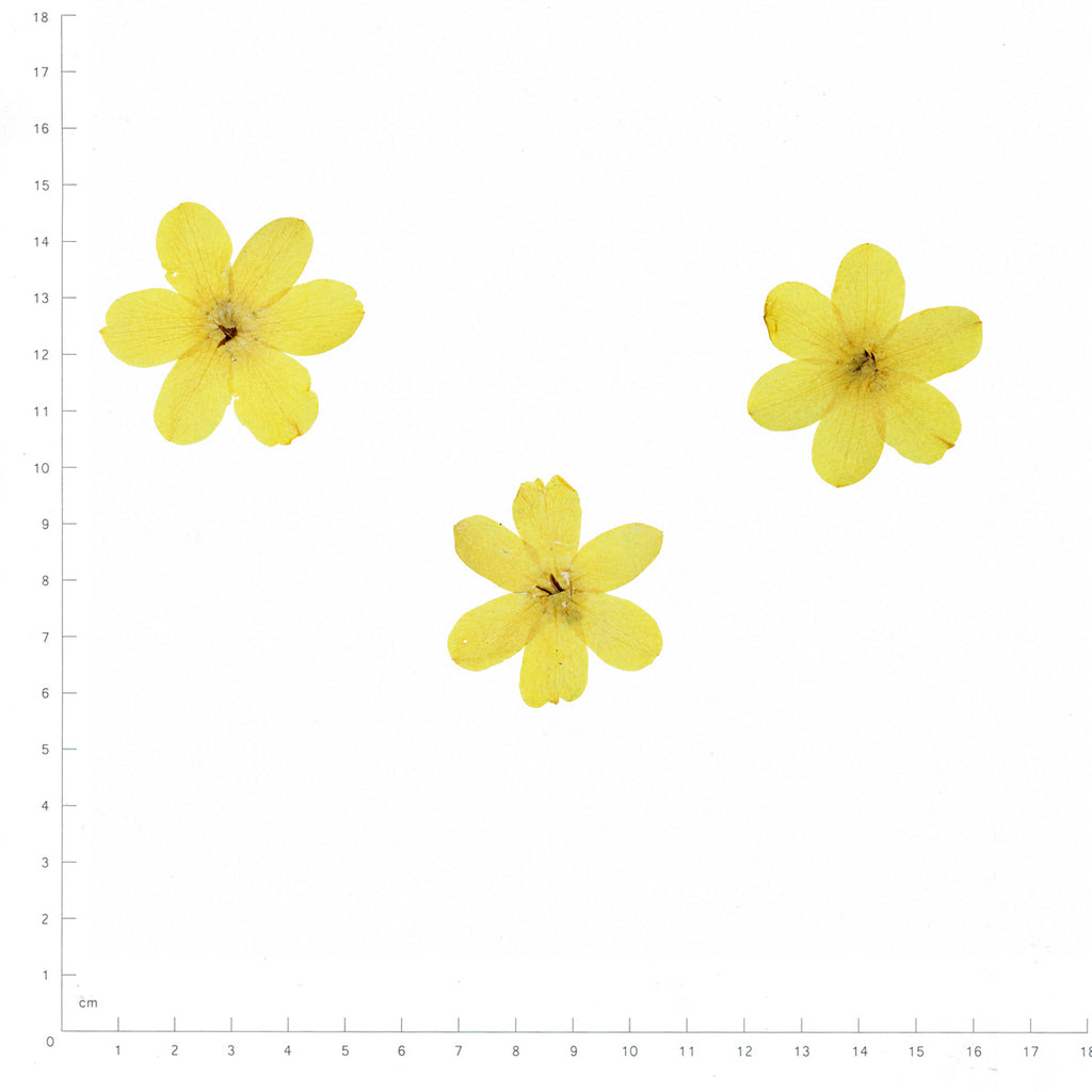 Pressed Flower Winter Jasmine, Yellow beside an 18 cm ruler