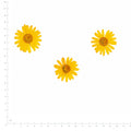 Pressed Flower Daisy, Yellow beside a 180 mm ruler