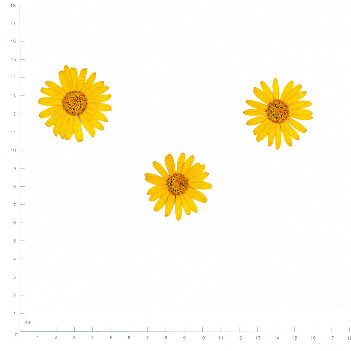 Pressed Flower Daisy, Yellow beside a 180 mm ruler