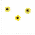 Pressed Flower Daisy, Yellow beside an 180 mm ruler