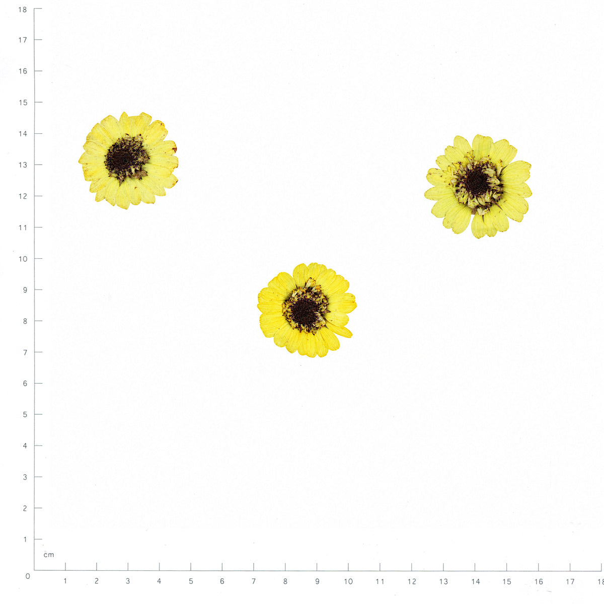 Pressed Flower Daisy, Yellow beside an 180 mm ruler