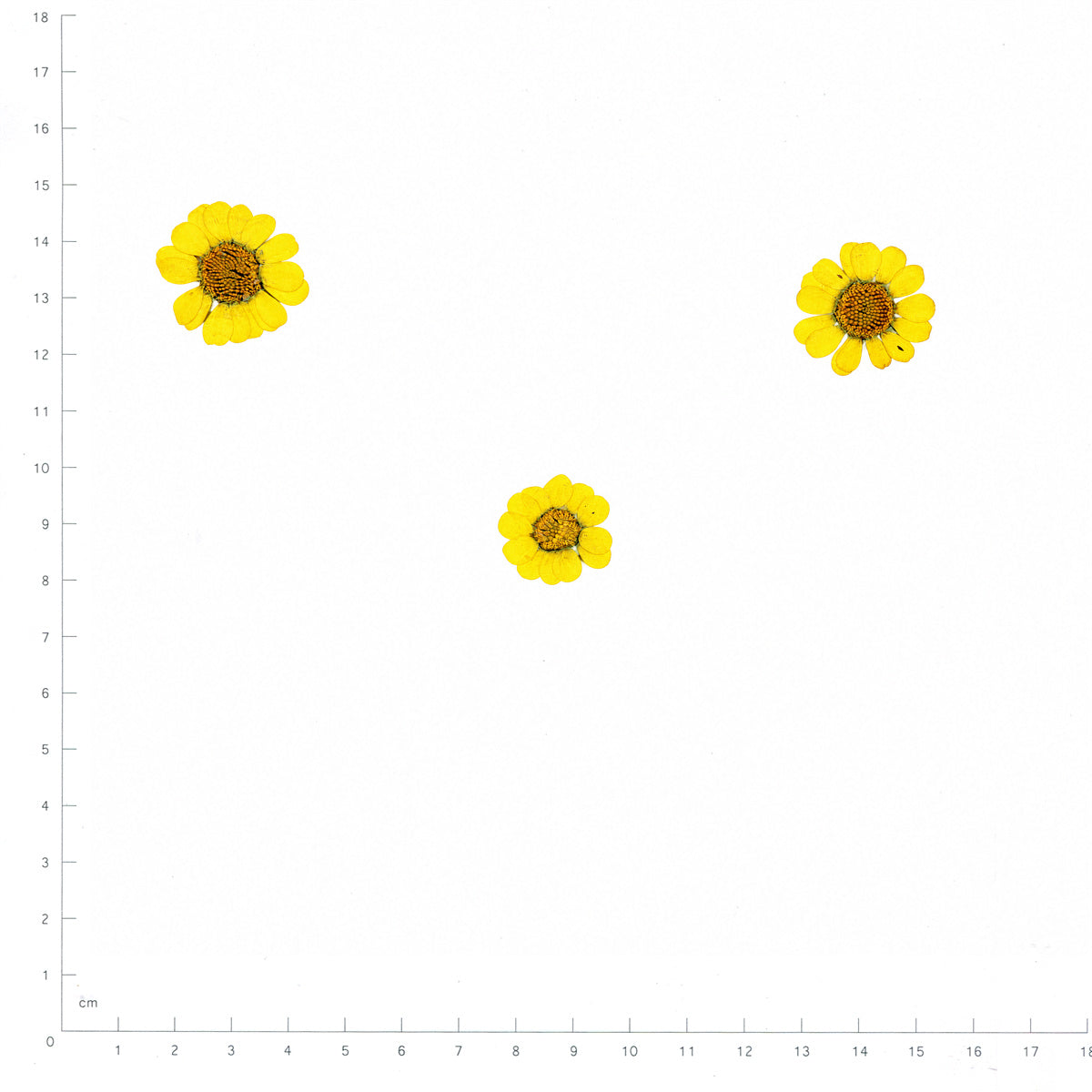 Pressed Flower Daisy, Yellow beside a 180 mm ruler