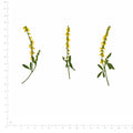 Pressed Flower Sweet Clover, Yellow beside a 180 mm ruler