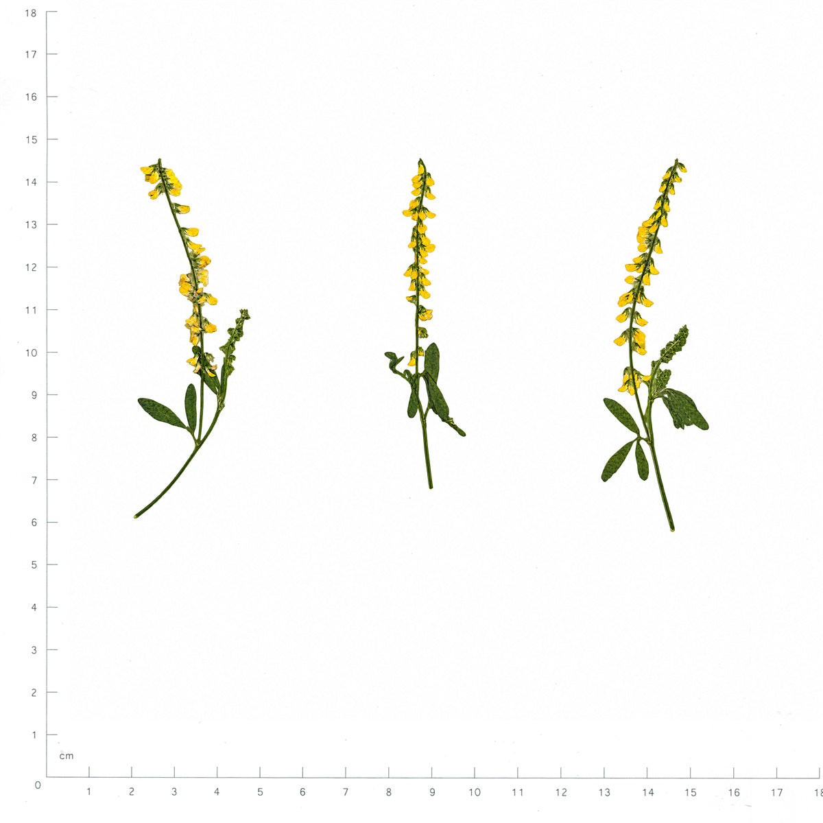 Pressed Flower Sweet Clover, Yellow beside a 180 mm ruler