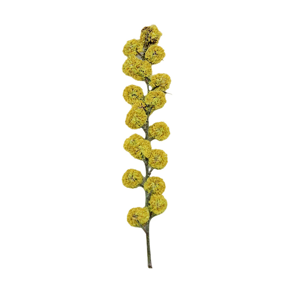 A pressed Acacia stem in yellow with its natural shape and texture