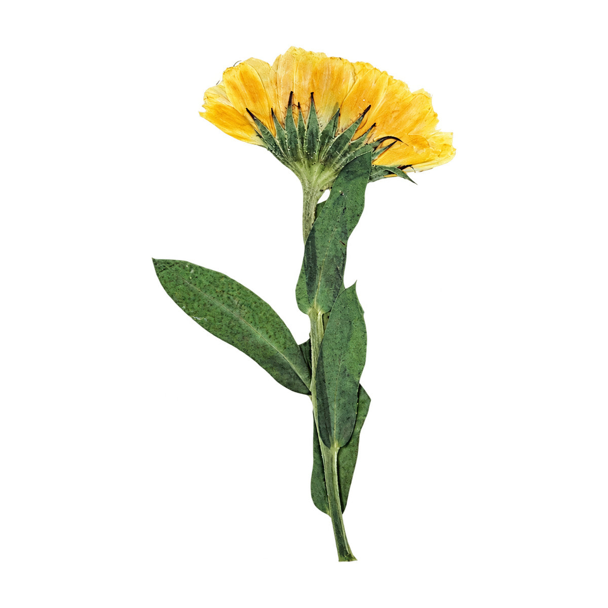 A pressed Calendula stem in yellow with its natural shape and texture