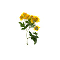 A pressed Chrysanthemum stem in yellow with its natural shape and texture