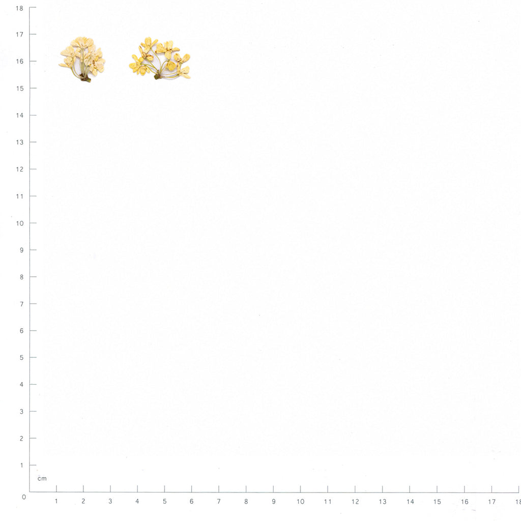 Pressed Osmanthus specimens in yellow with their natural shape and texture