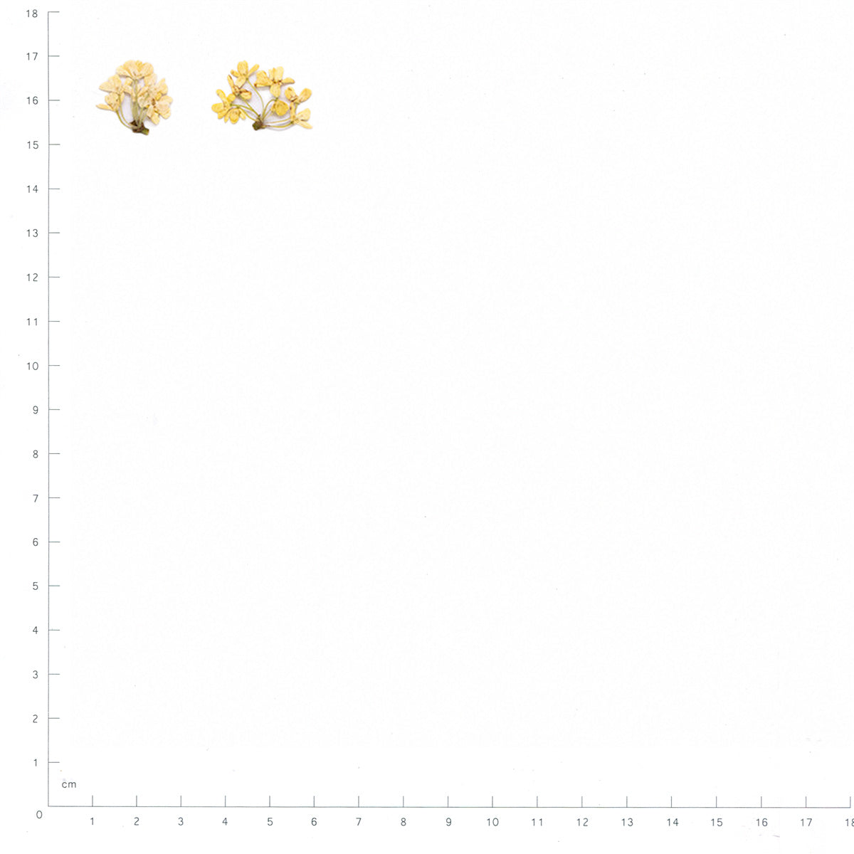 Pressed Osmanthus specimens in yellow with their natural shape and texture