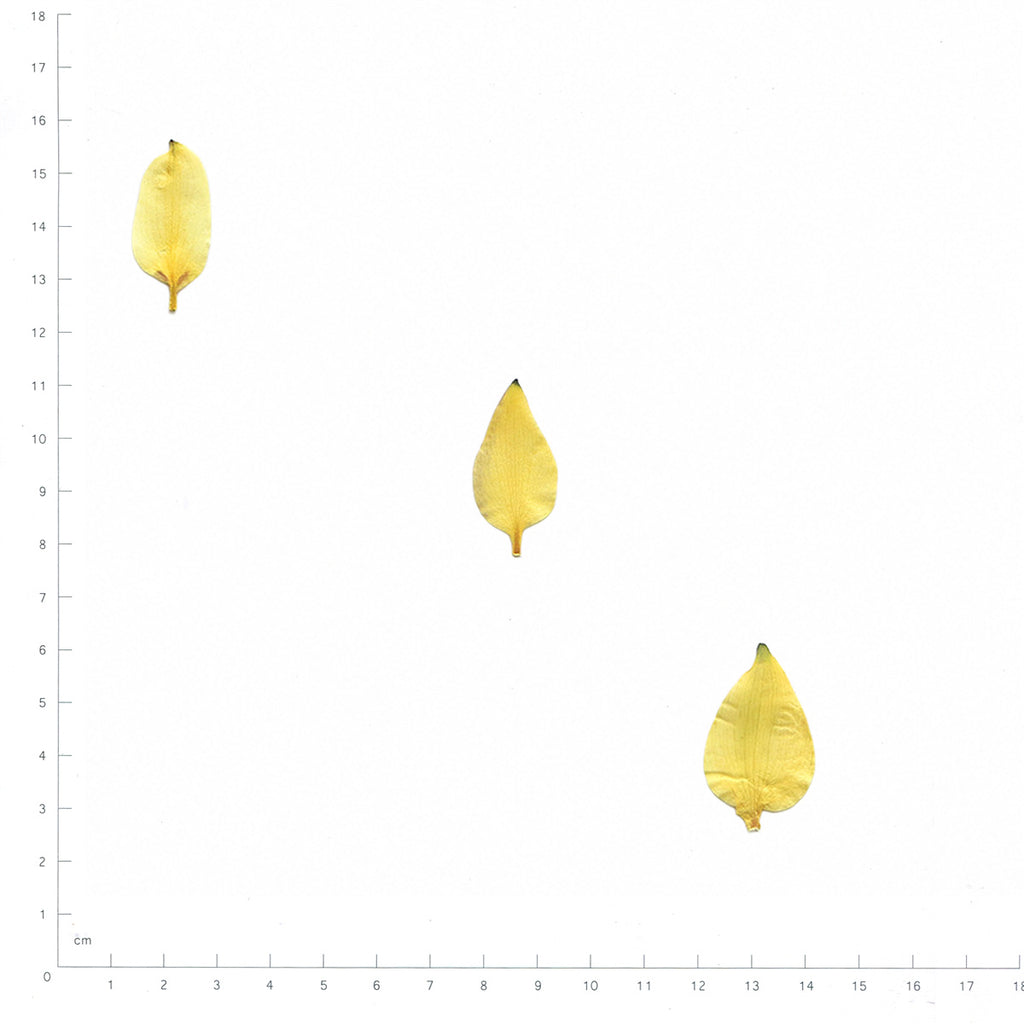 Pressed Columbine Sepals specimens in yellow with their natural shape and texture